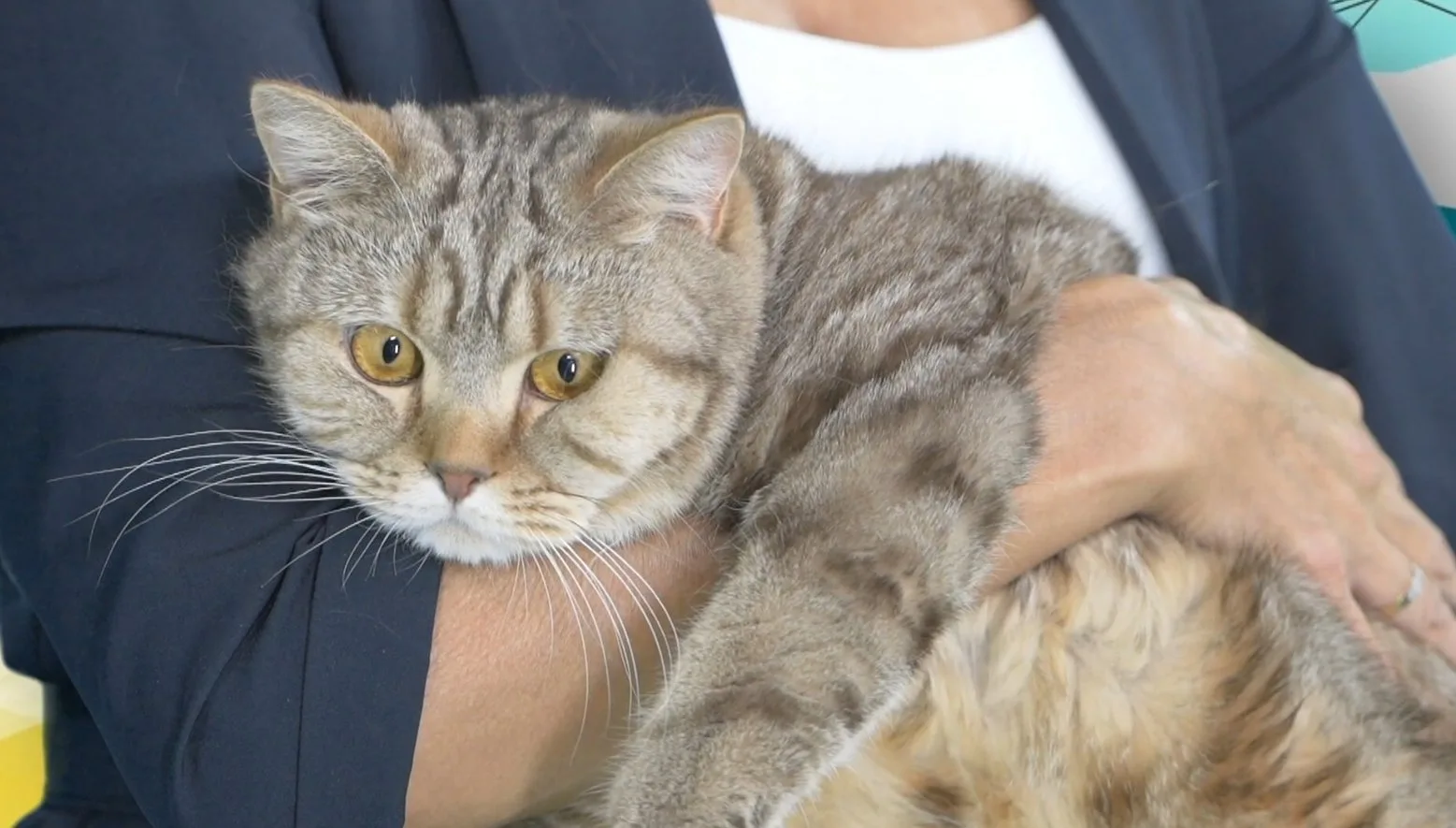 Каждый шестой россиянин тратит на питомца больше денег, чем на себя 🐾