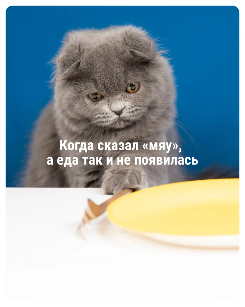 Если у вас тоже так — значит, вы не котик