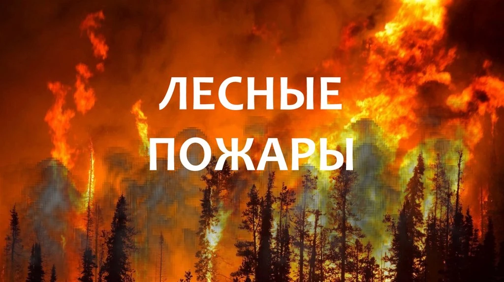 🌳🔥Лесные пожары — сложное явление, вокруг которого существует множество мифов. Вот не...