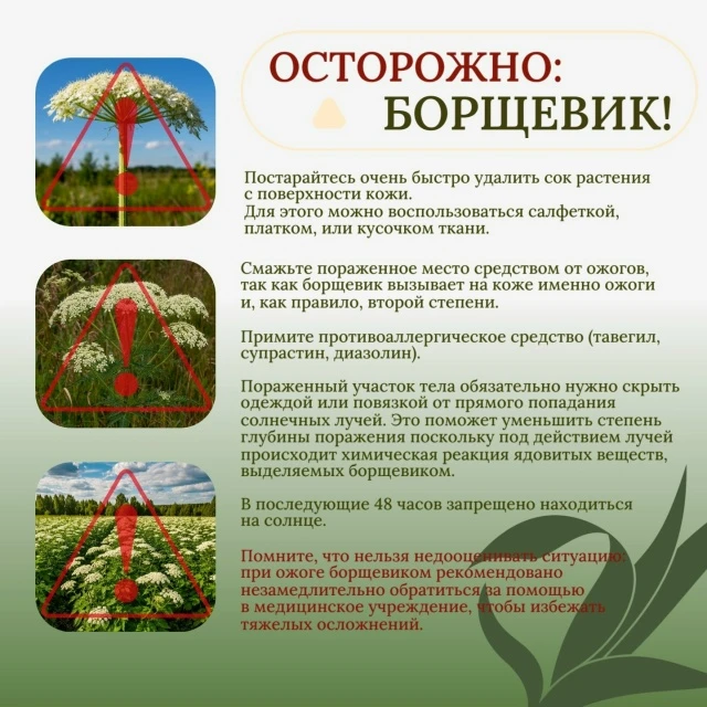 ♻Ни для кого не секрет, что на территории нашей области произрастает кормовое растение - борщевик, я