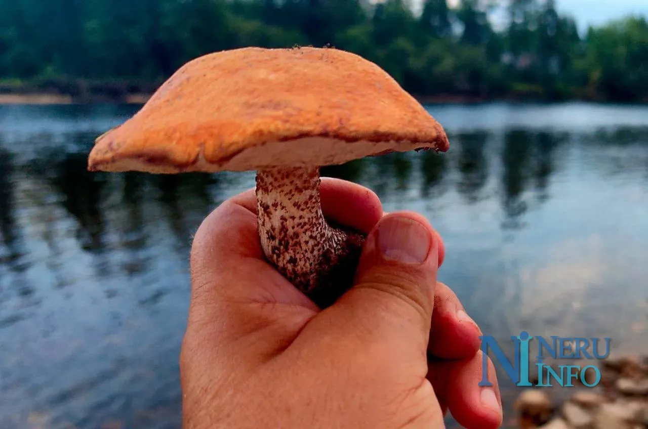 Вот такой красавец попался 🍄‍🟫