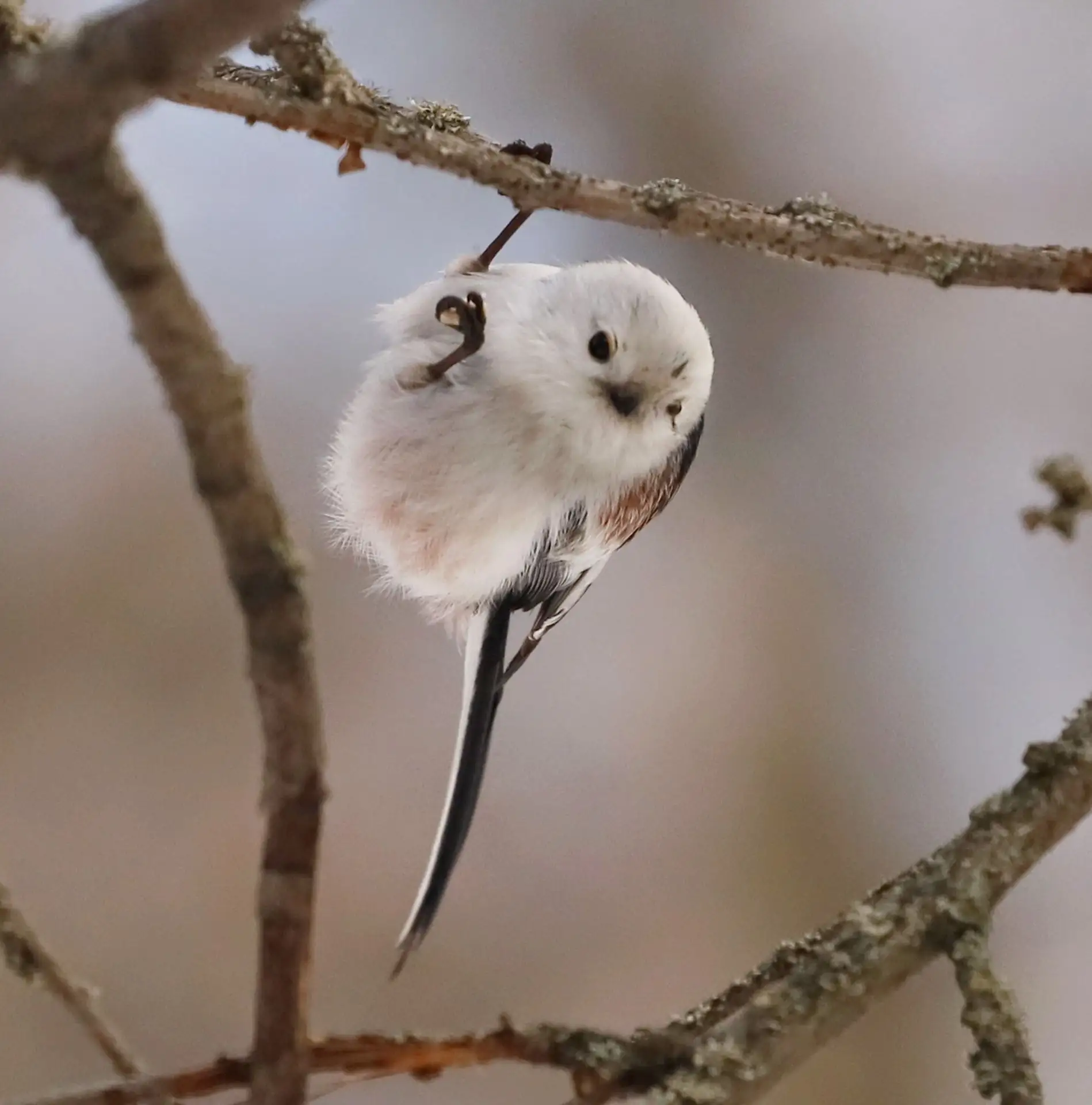 🐦 Знакомьтесь — ополовник (он же длиннохвостая синица)!