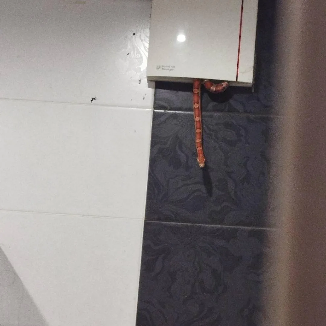 🐍 Змея неожиданно заползла к москвичу, пока он принимал душ