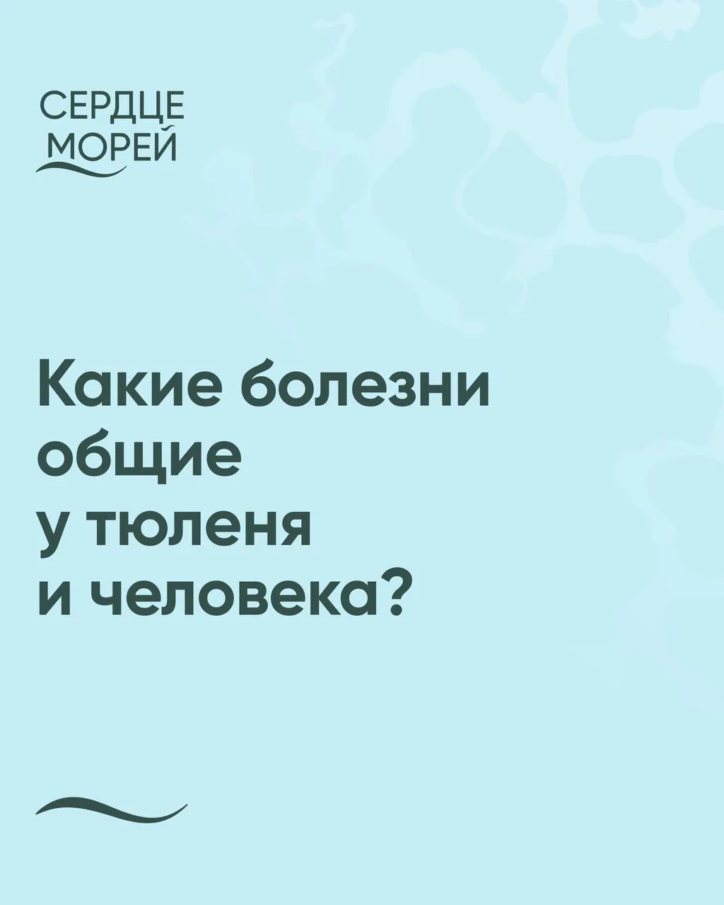 Можно ли заразиться чем-то от тюленя?