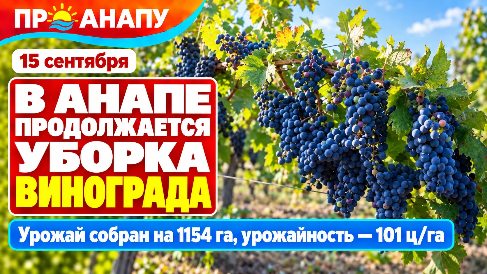 В Анапе продолжается уборка винограда