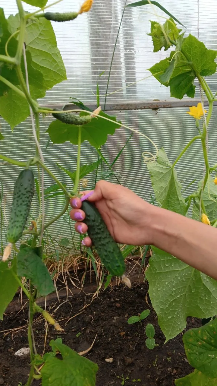 Сегодня особенный день! Наконец-то мы собрали первый урожай этого года! 🍅🥒

После долгих месяцев з