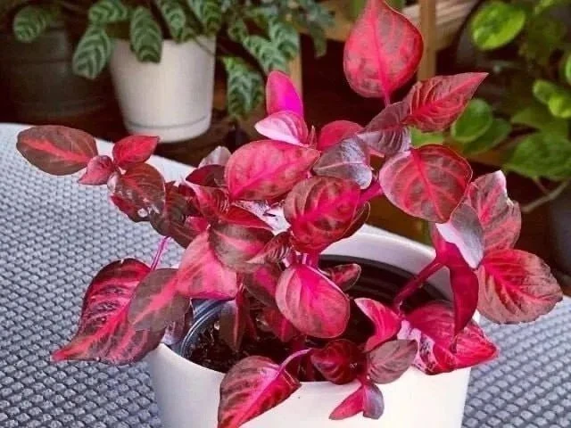 Ирезине — вишневое чудо на вашем подоконнике🌸