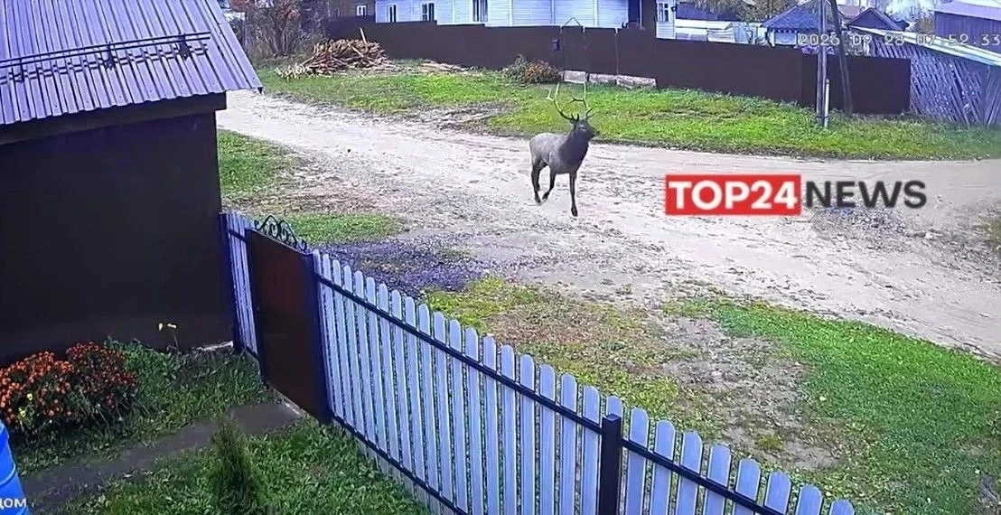 🦌 По улицам Островского прогулялся олень