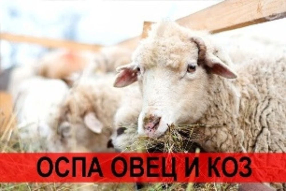 Оспа овец и коз — высоко контагиозная особо опасная болезнь, характеризующаяся лихорадк...