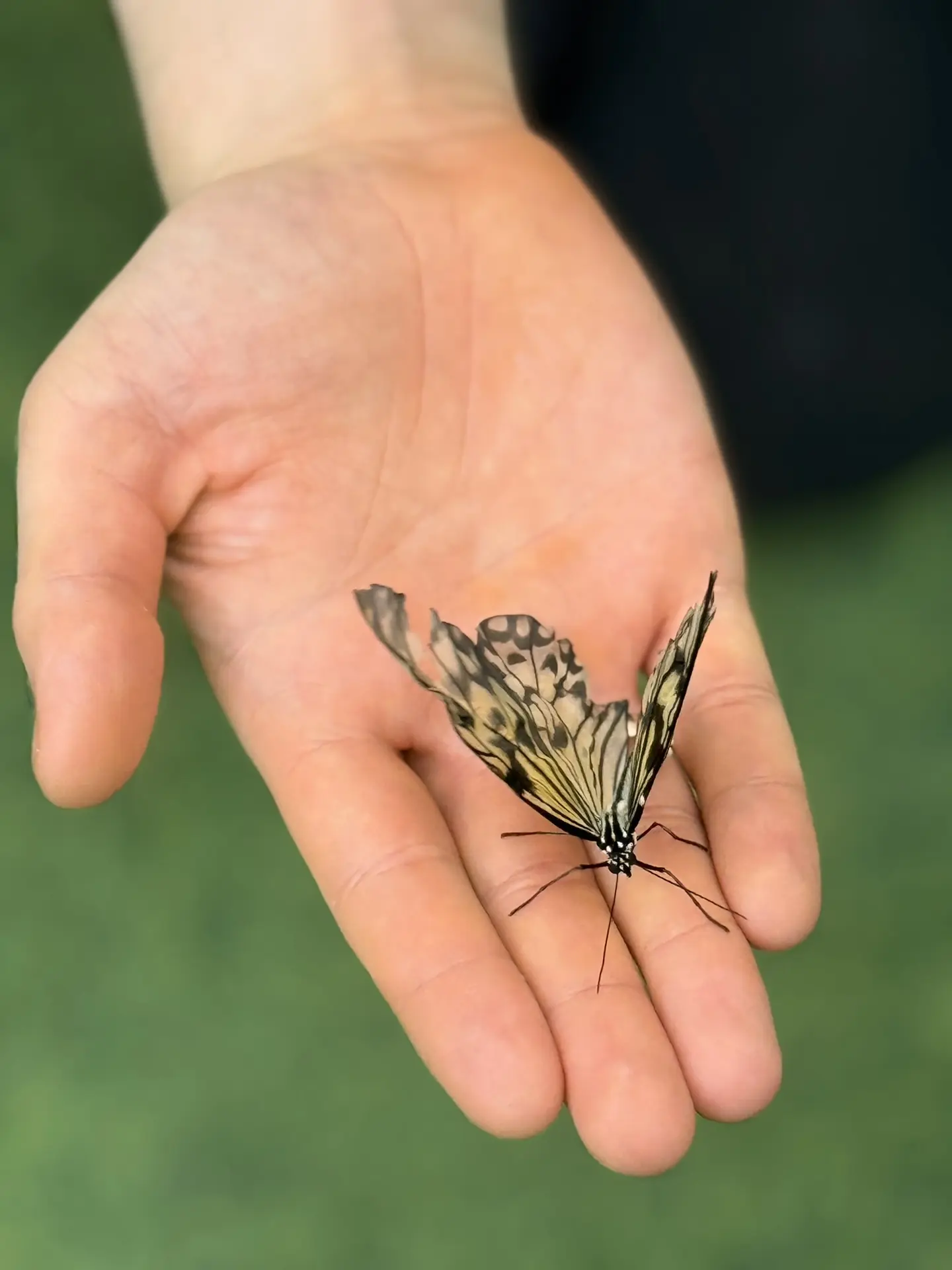 Такая прелесть 🦋 Не могу налюбоваться