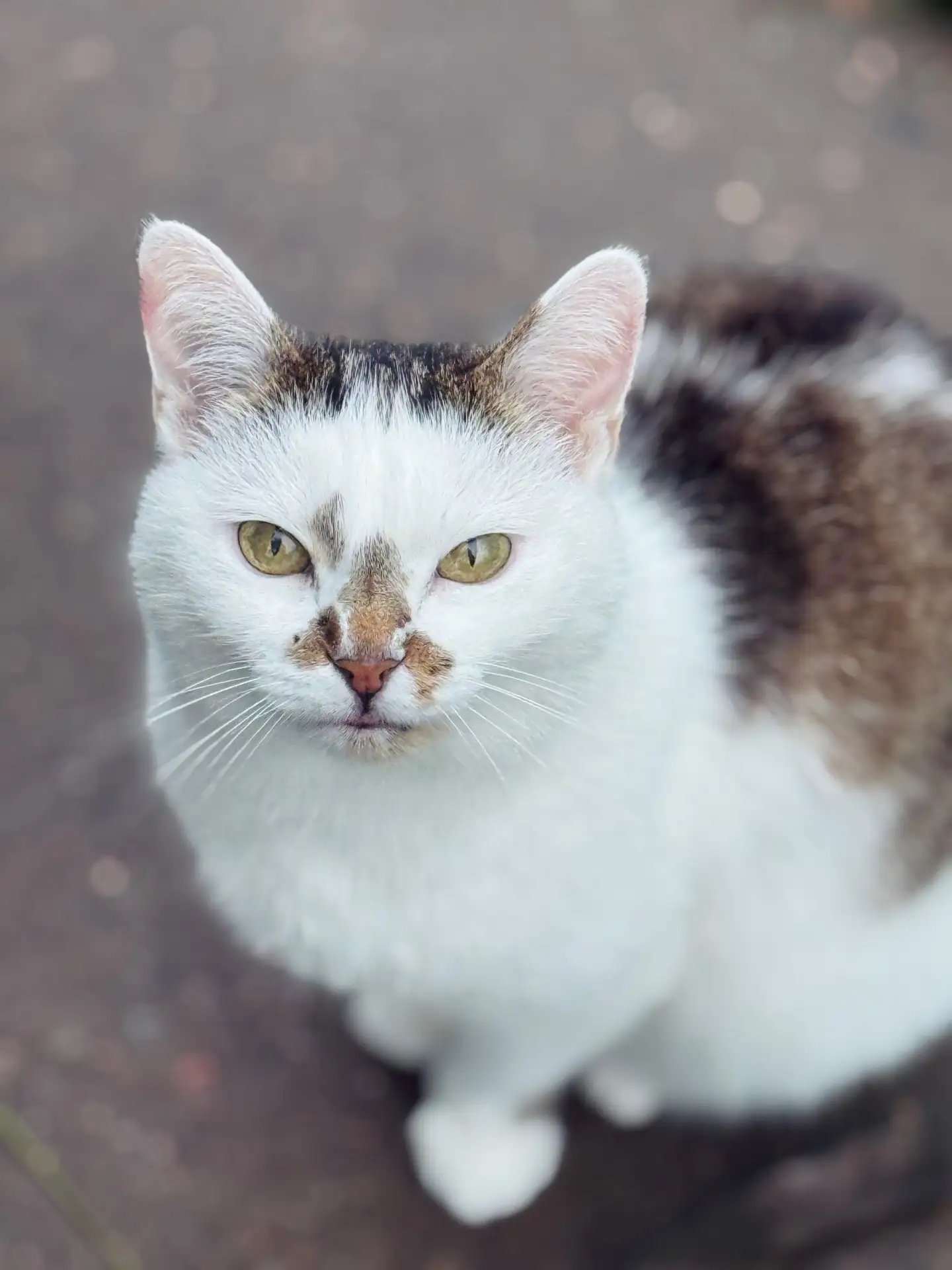 Янино | Новое Янино | Колтуши | Санкт-Петербург🏡

🐾 Доброе утро, Всеволожский район! Замурчательно