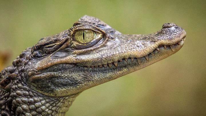🐊 Зоопарк в обычной квартире: Суд обязал пенсионерку выселить крокодила, лису и еще па...