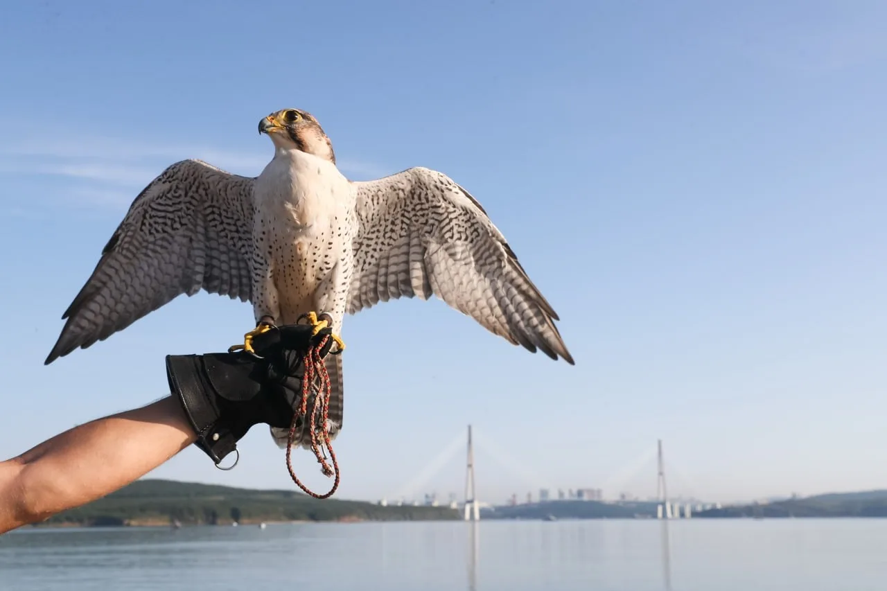 🦅 Делегацию Катара пригласили на ВЭФ во Владивосток и «День сокола».