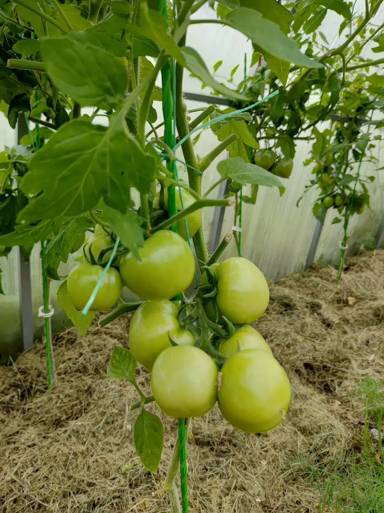 #УчительРожкоИринаАлександровна
🧑🌾 Летние каникулы в школе-интернате — время заботы об огороде! 🔍