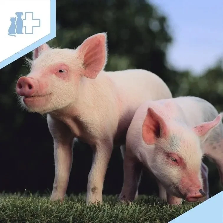 🐷 Интересный факт!