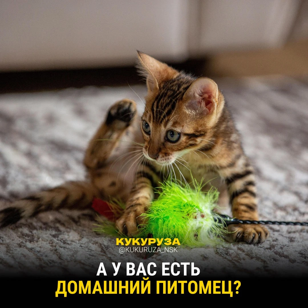 Изображение 1 к публикации «Кукуруза | Клевые новости России»