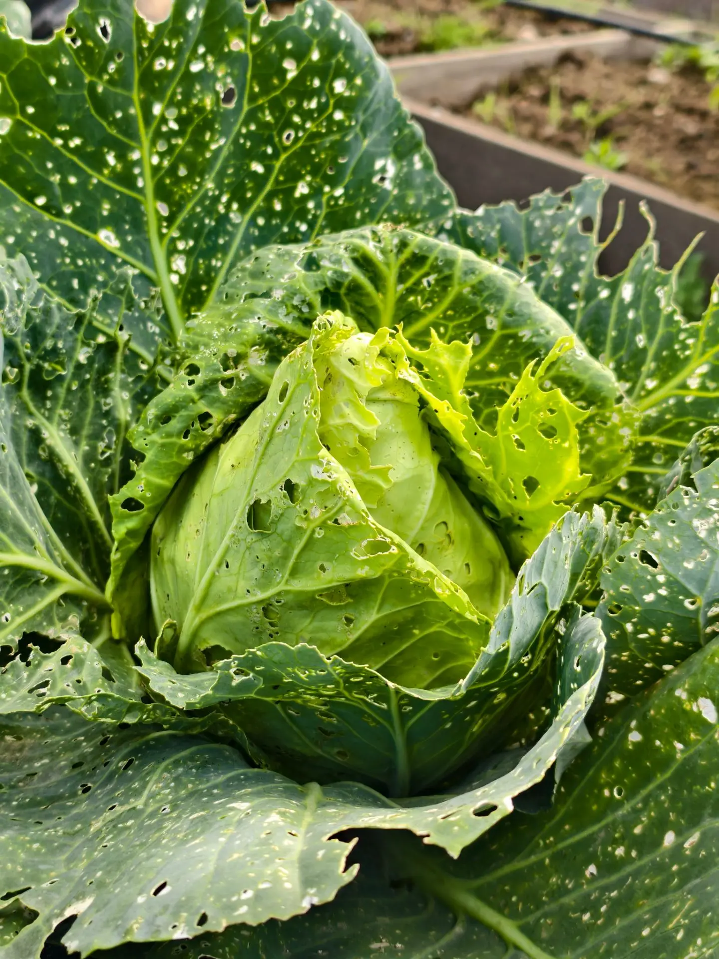🥬 Когда листья не идеальны, а урожай отличный.