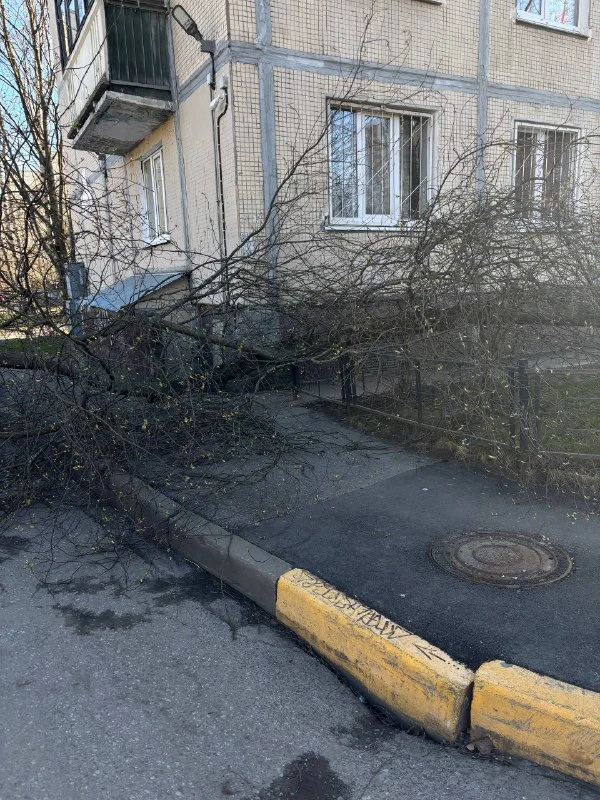 Не выдержало ветра: дерево рухнуло у дома на Отечественной
