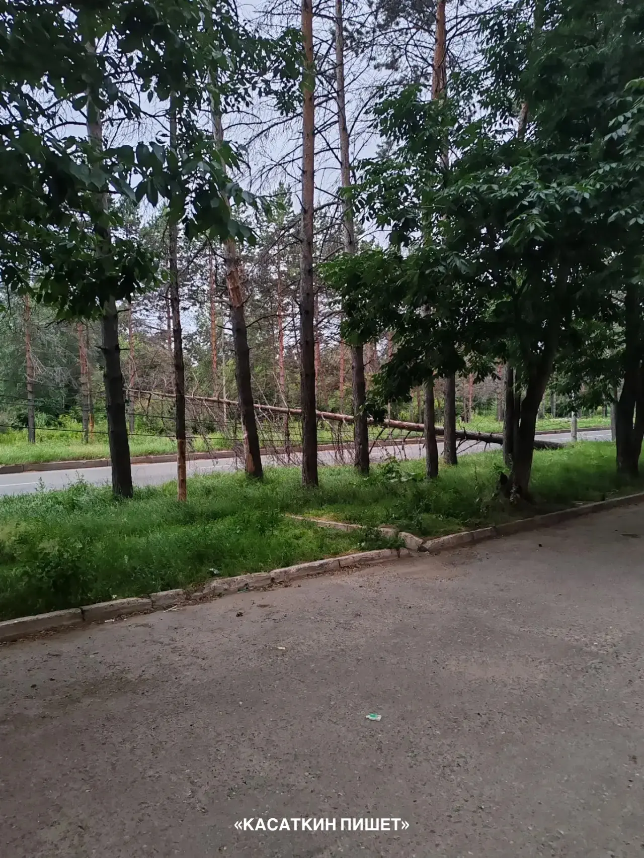 На Аллее Труда, 40 упало дерево. Обрыв проводов, часть дороги перегорожено.