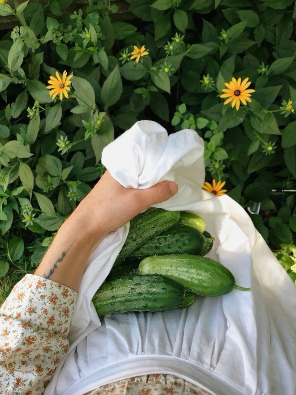 🧑‍🌾 Едем собирать овощи и гулять по ферме «Жили-растили» в Ленобласти 5 августа. Салат и кабачки р