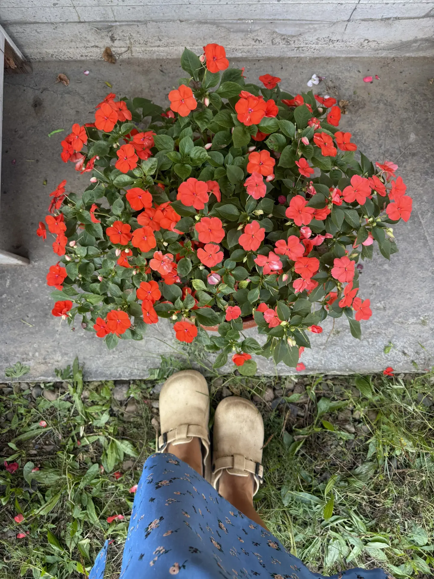 Чем заменить надоевшие петунии? Три года я влюблена Бальзамины 🌺 Пышные, сочные, благо...
