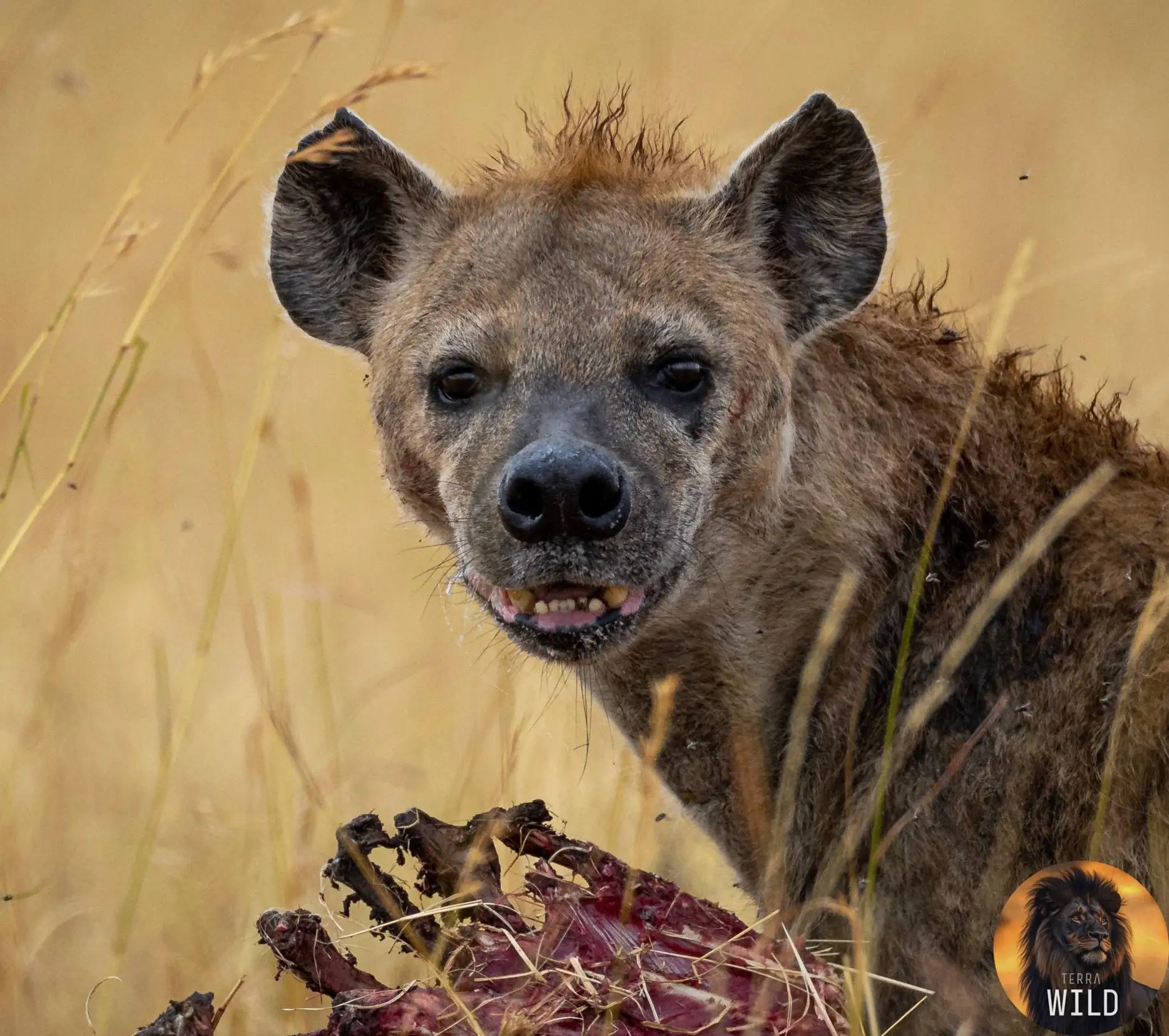 🐕 Пятнистая гиена (Crocuta crocuta) увидавшая фотографа.

Гиены редко поедают падаль, они предпочит