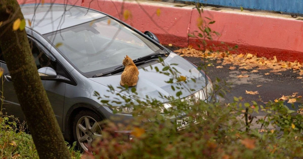 🚓 В Подольске началась проверка