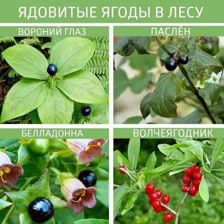 Лето — время для прогулок, сбора грибов и ягод, но не все природные дары безопасны. Нек...