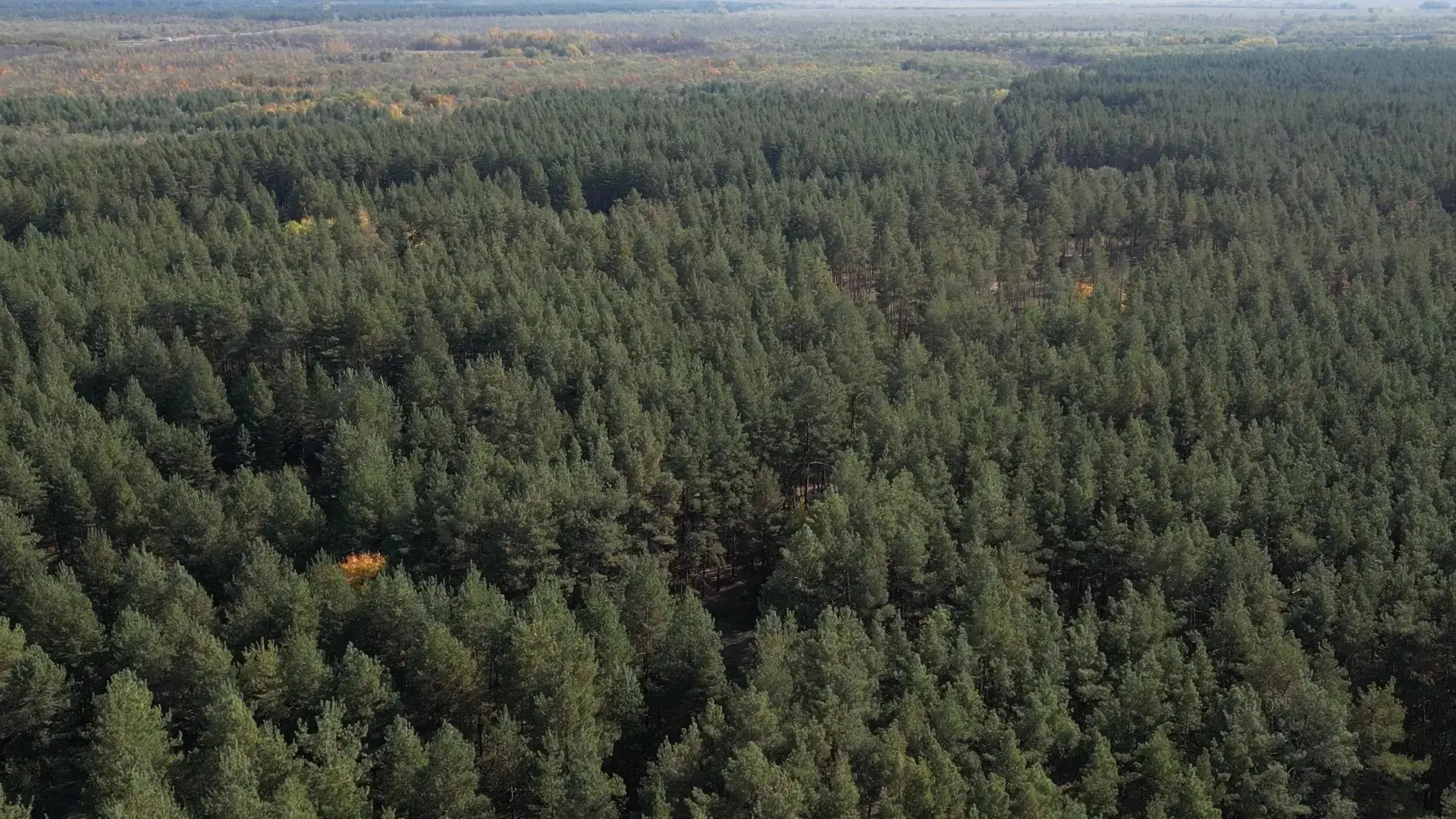 🌳 На территории Саратовской области в этом году будет высажено еще 4 тысячи гектаров новых лесов. С