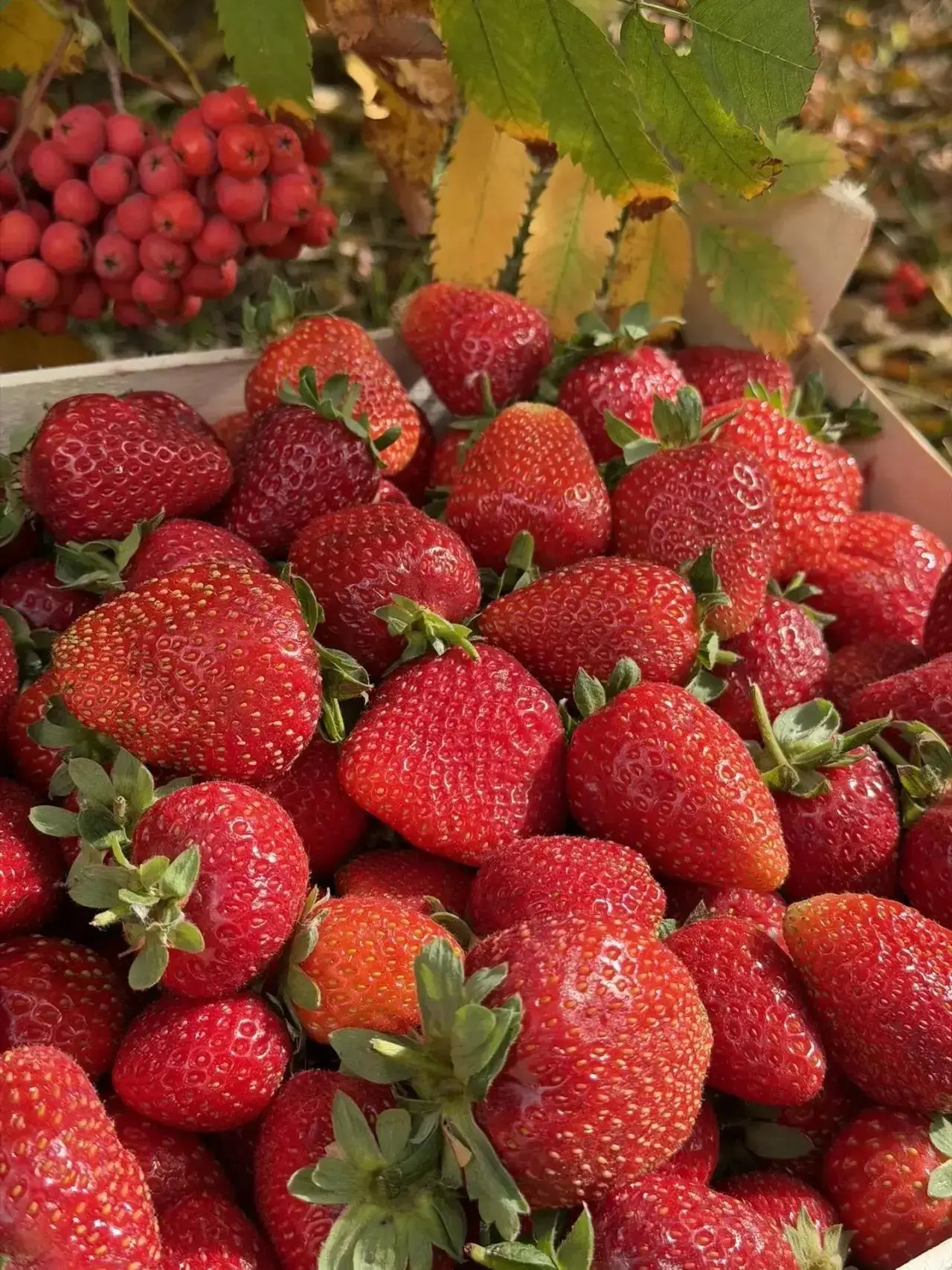 🍓🍎🍐❤️ МЕЖДУРЕЧЕНСК • МЫСКИ!