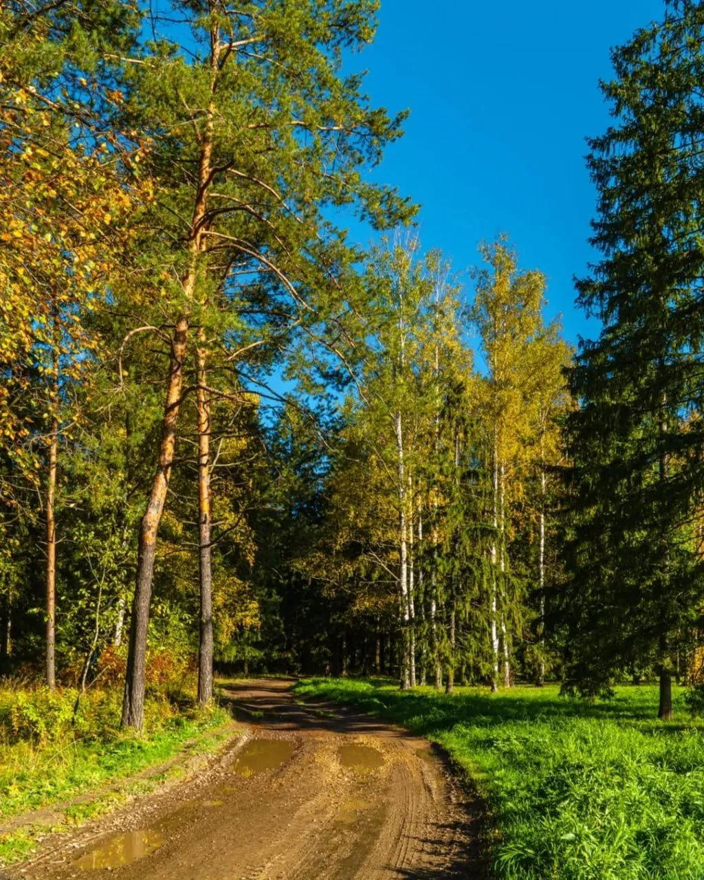 🌳 Александровский парк