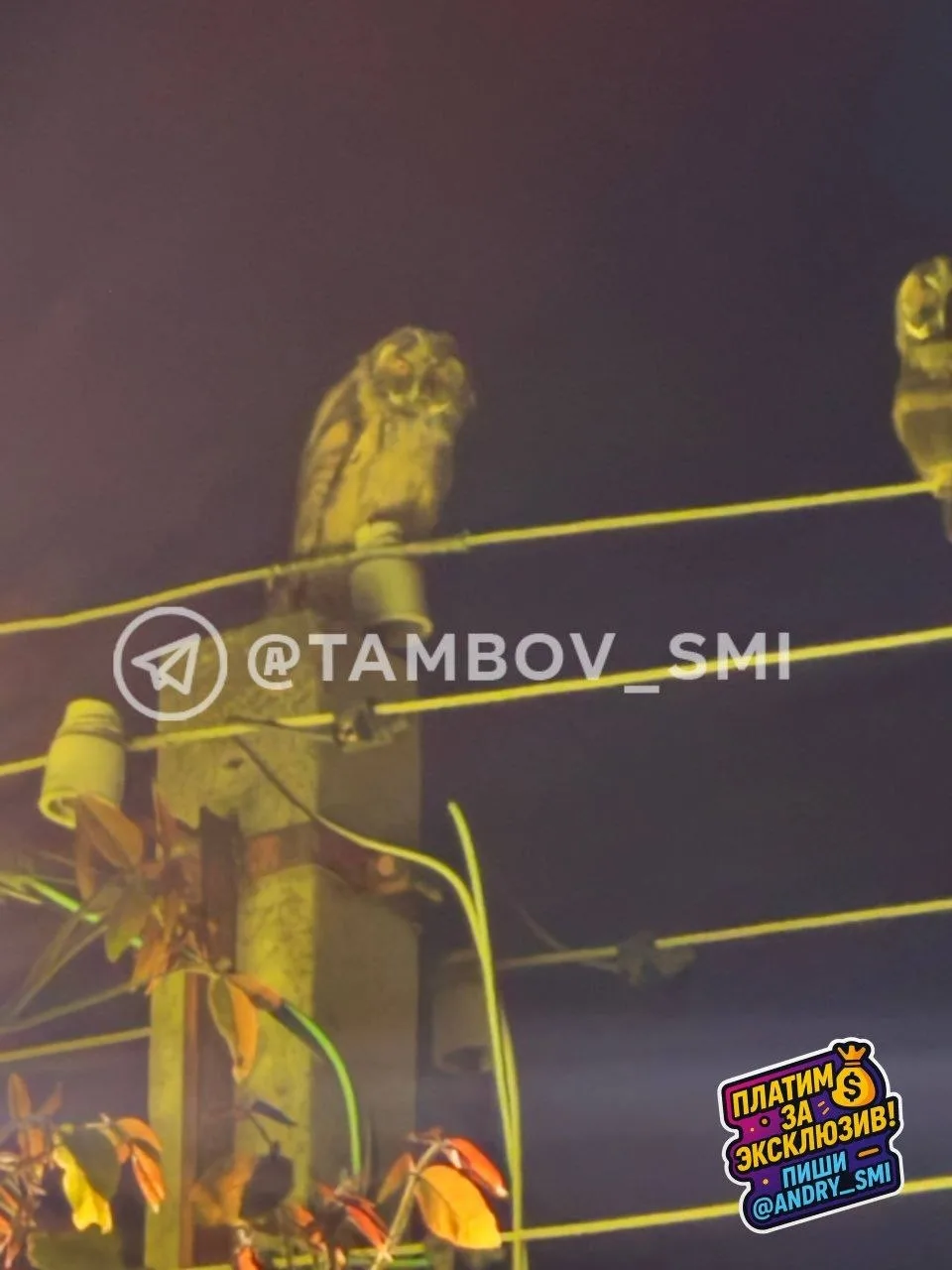 🤩 Совы устроили перекличку в частном секторе Тамбова