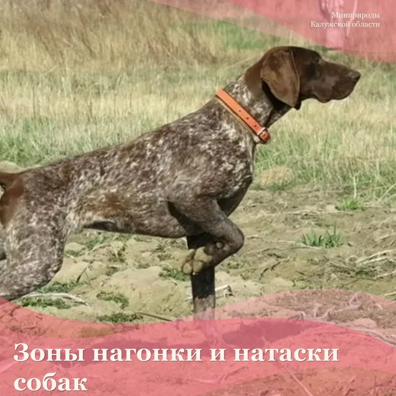 В Калужской области появились зоны нагонки и натаски собак