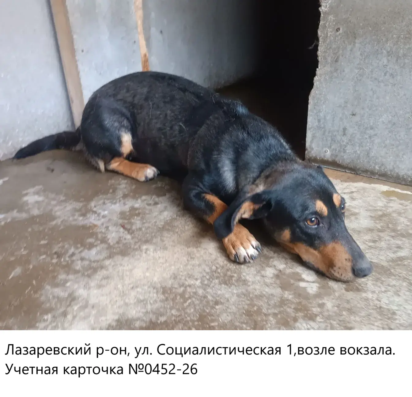 22.05.2026 был отлов собак по адресам: