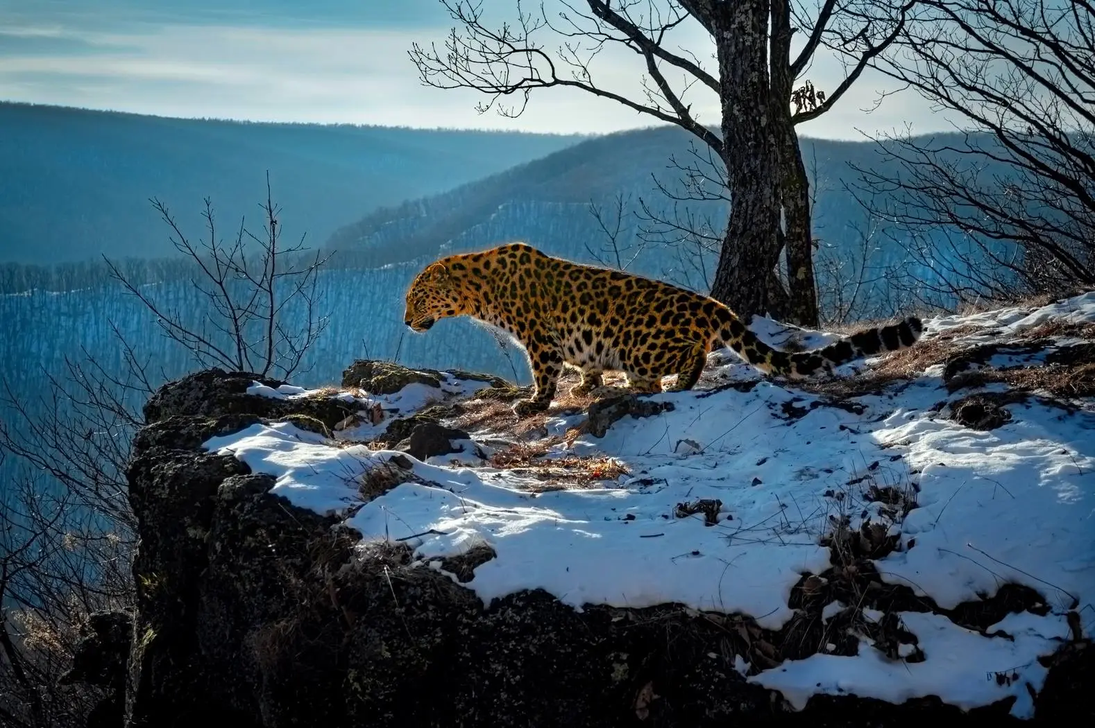 Дальневосточный леопард борется за приз зрительских симпатий! 🐆  Открыто голосование на приз зритель