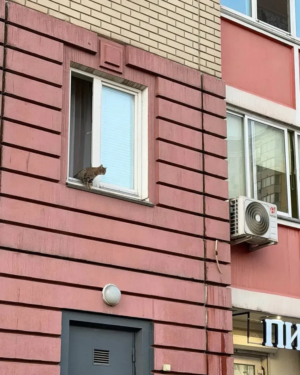 Надеюсь, хозяева обратят внимание на эту фотографию и установят защитные сетки 🙏