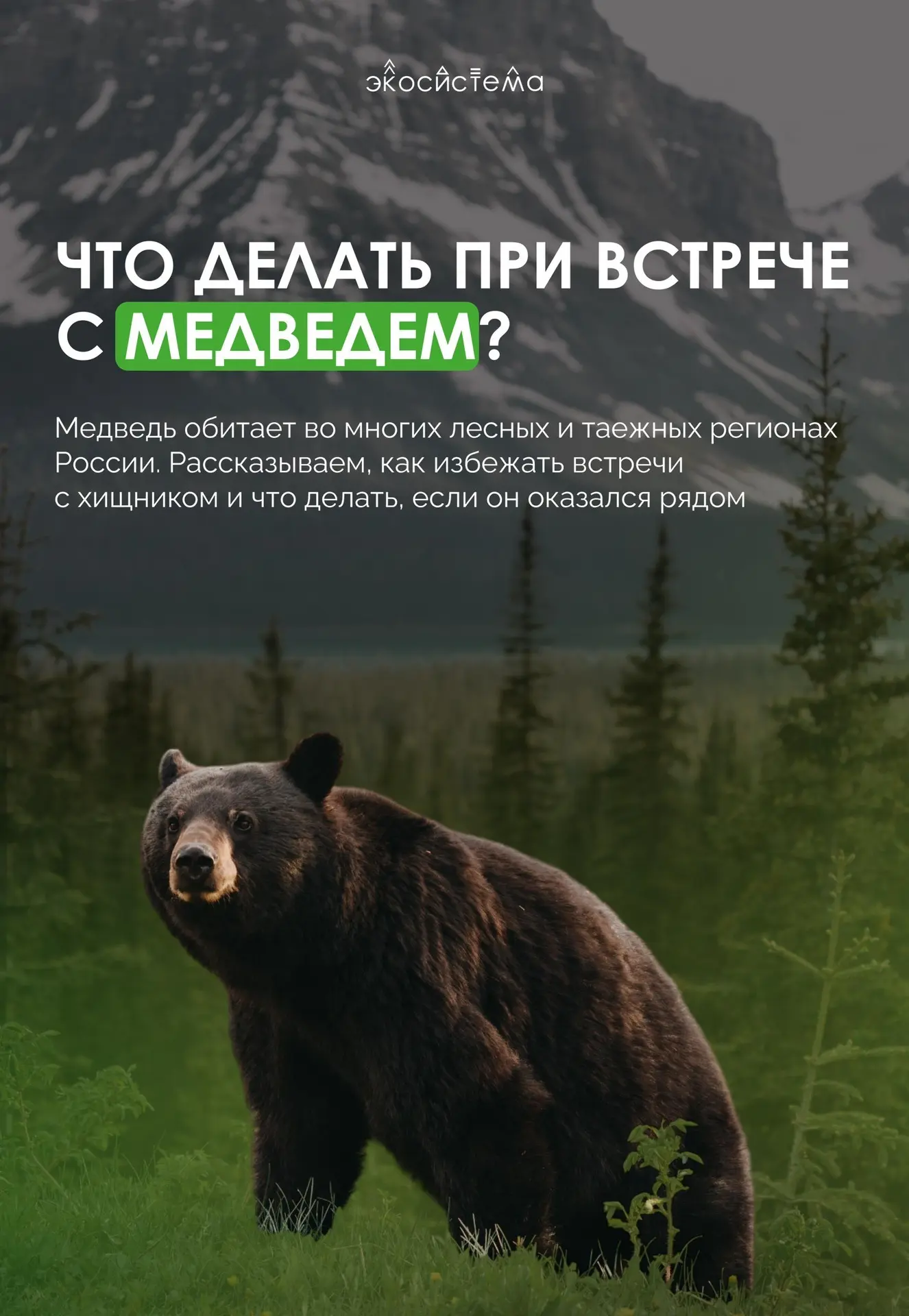 🐻 Медведь – один из самых крупных хищников, которых можно встретить в российских лесах.