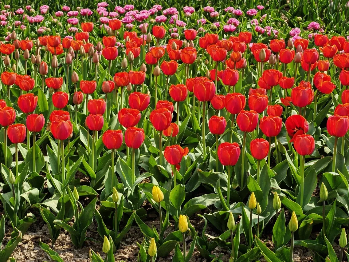 Тюльпаны распустились в Южно-Сахалинске 🌷  С каждым днём погода за окном всё теплее. Первые бутоны р