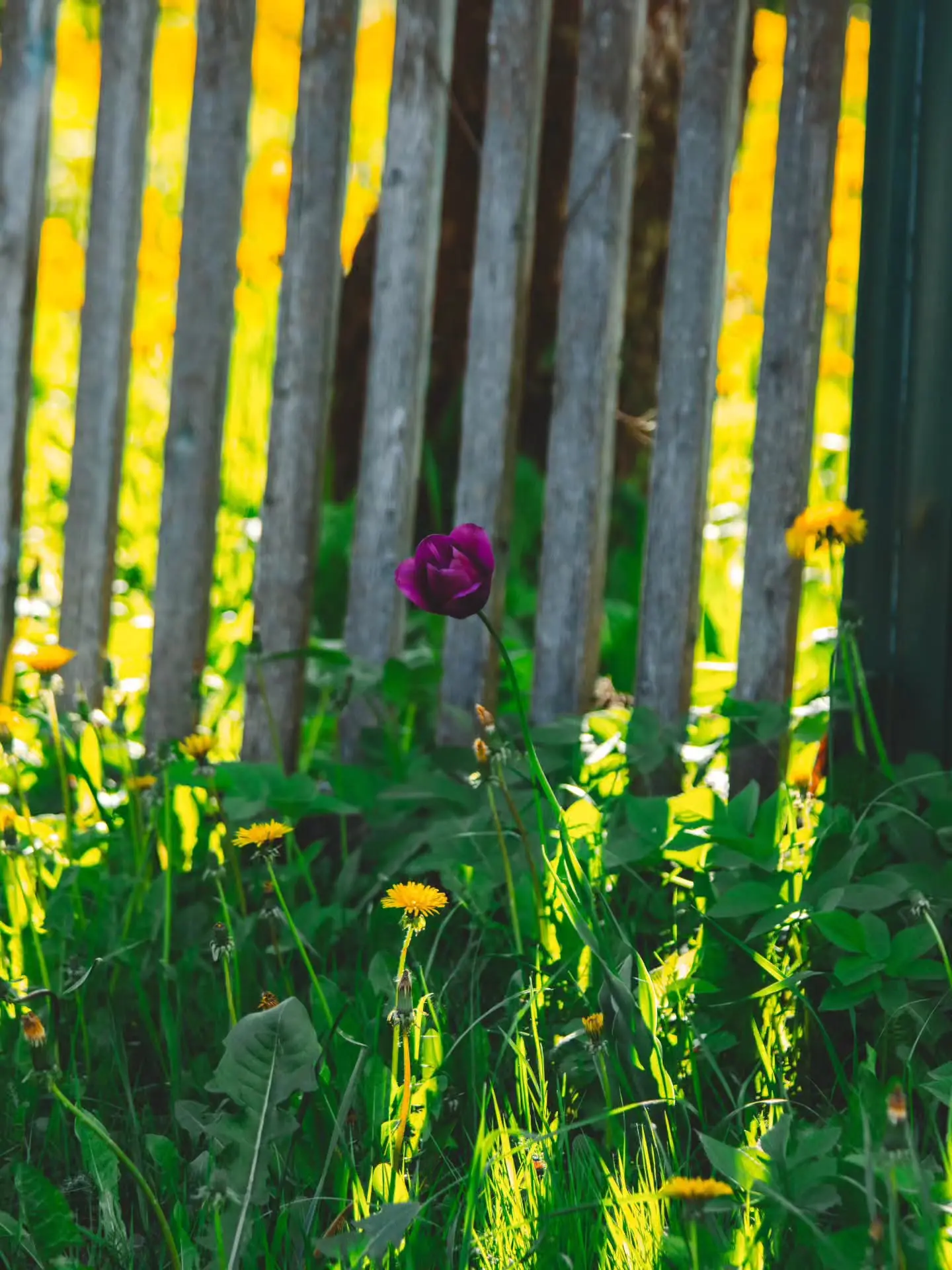 Эхо лета

#моёлето #деревня
#природароссии

🏡Родная деревня
