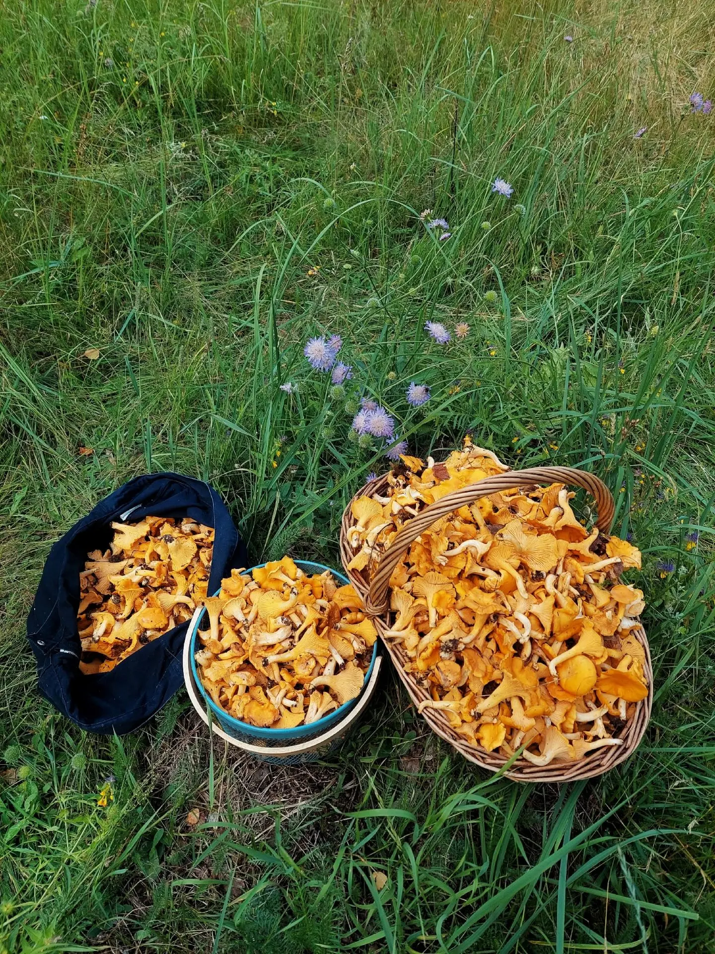 ФОТО

ДНЯ

🌲 Поехали опять пофотографировать и лисички пособирать.

🍄‍🟫 В этом месте как и ожидал