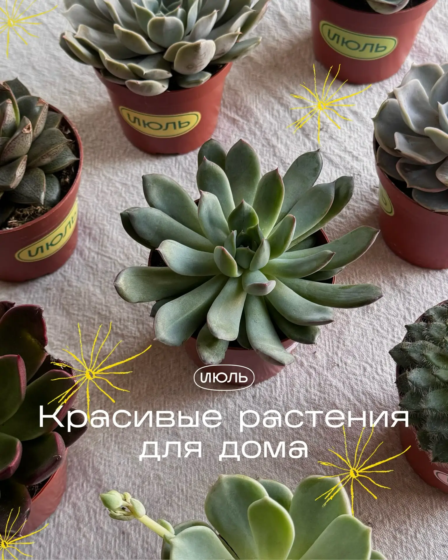 Встретились как-то Аглаонемы, Спатифиллумы, Сансевиерии и другие зеленые красавчики — и...