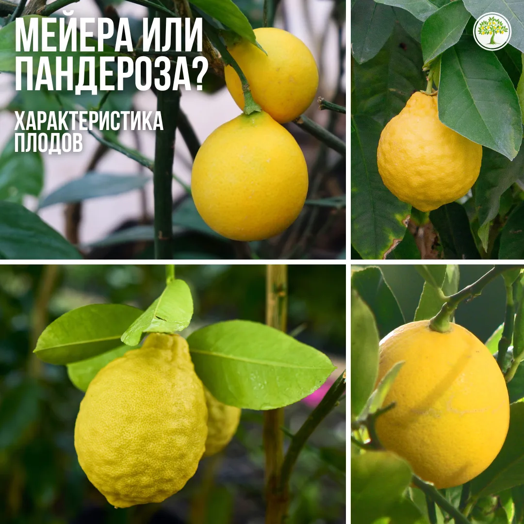 Пандероза и Мейера — толстокорый лимон VS. тонкокорый 🍋🧐