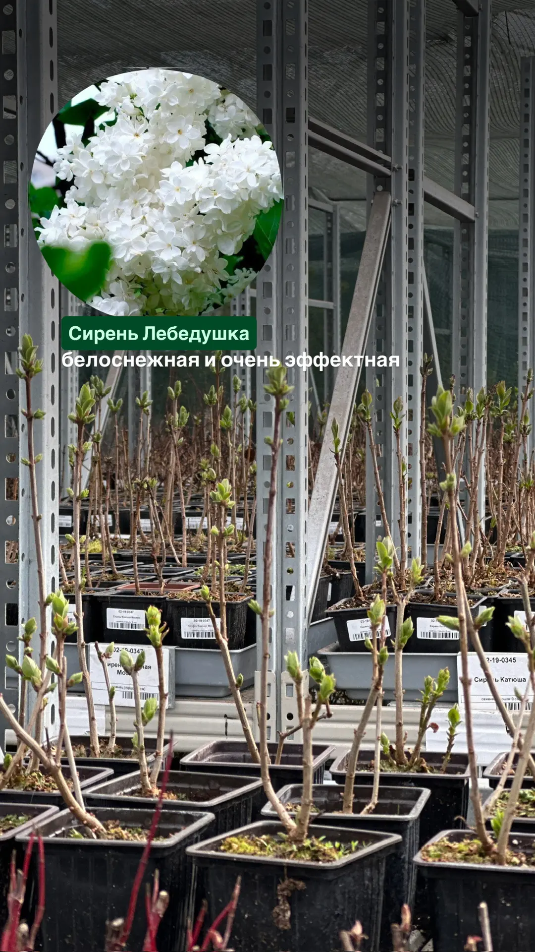 Прямое включение с производства 📸Первые листочки - это всегда счастье! Сирень ещё не зацвела, но уже
