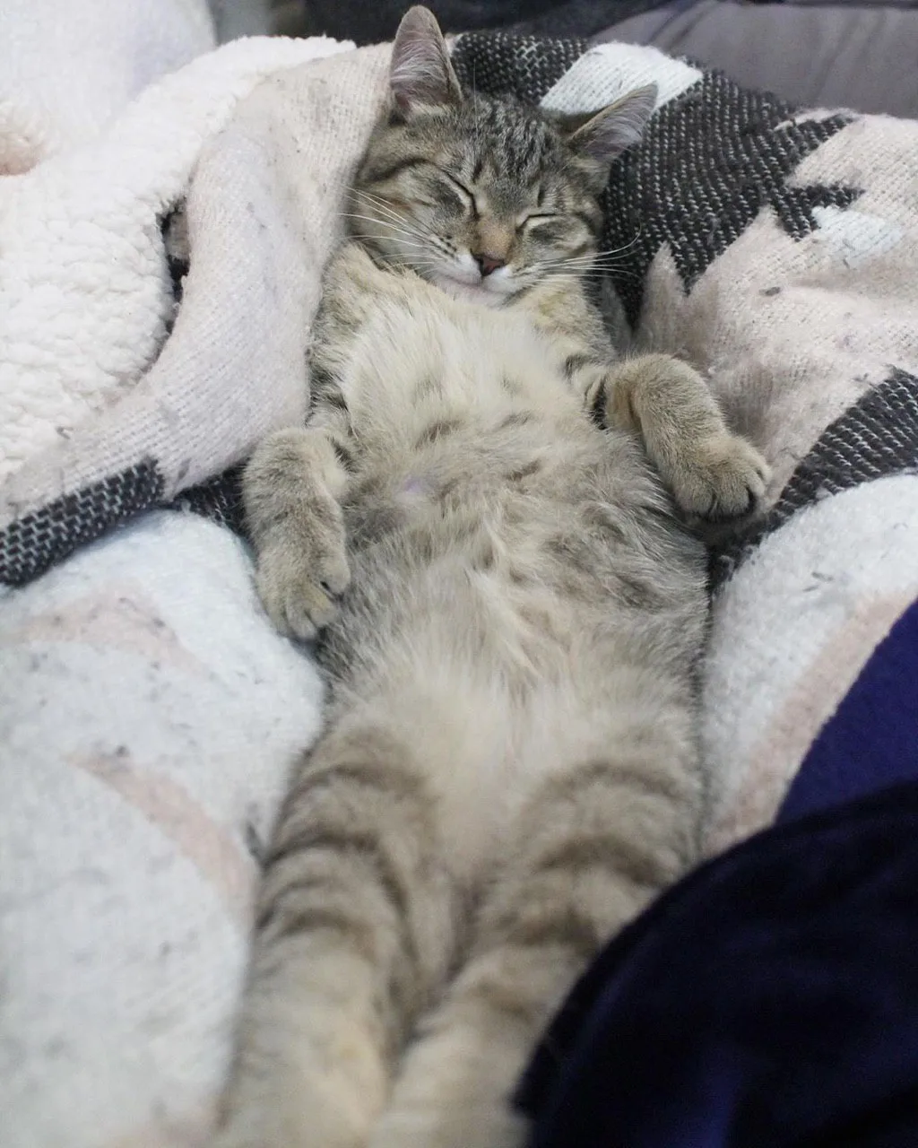 Котофакт дня 🐾