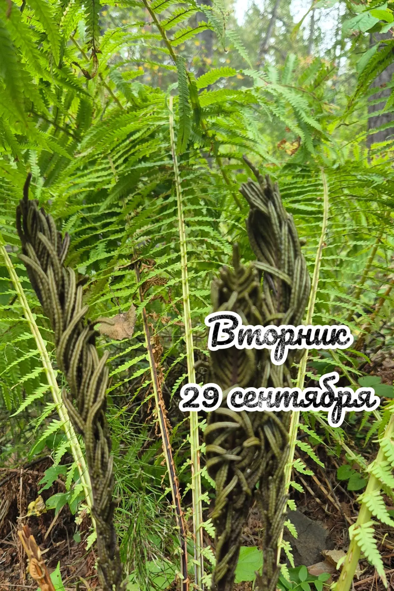 📅 Вторник, 29 сентября: день сбора урожая 🌾