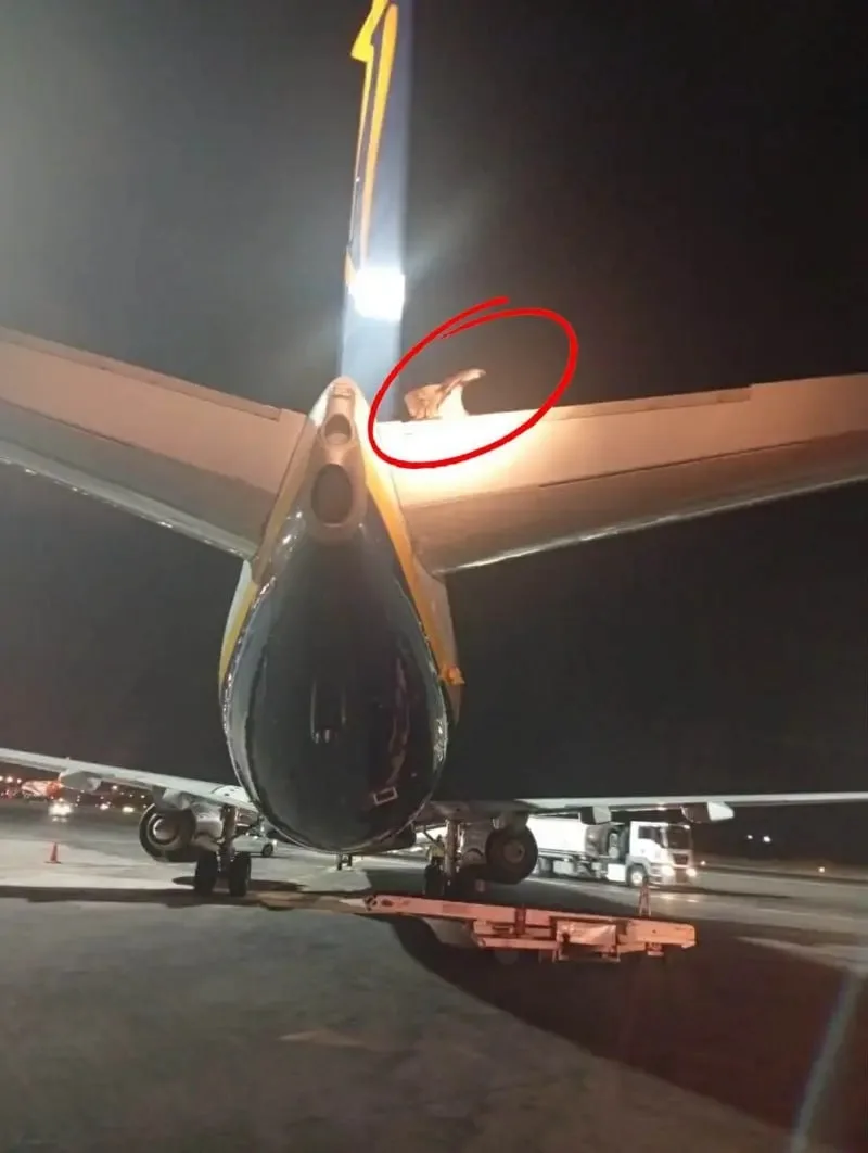 🦅 Стервятник задержал рейс Ryanair на Крите