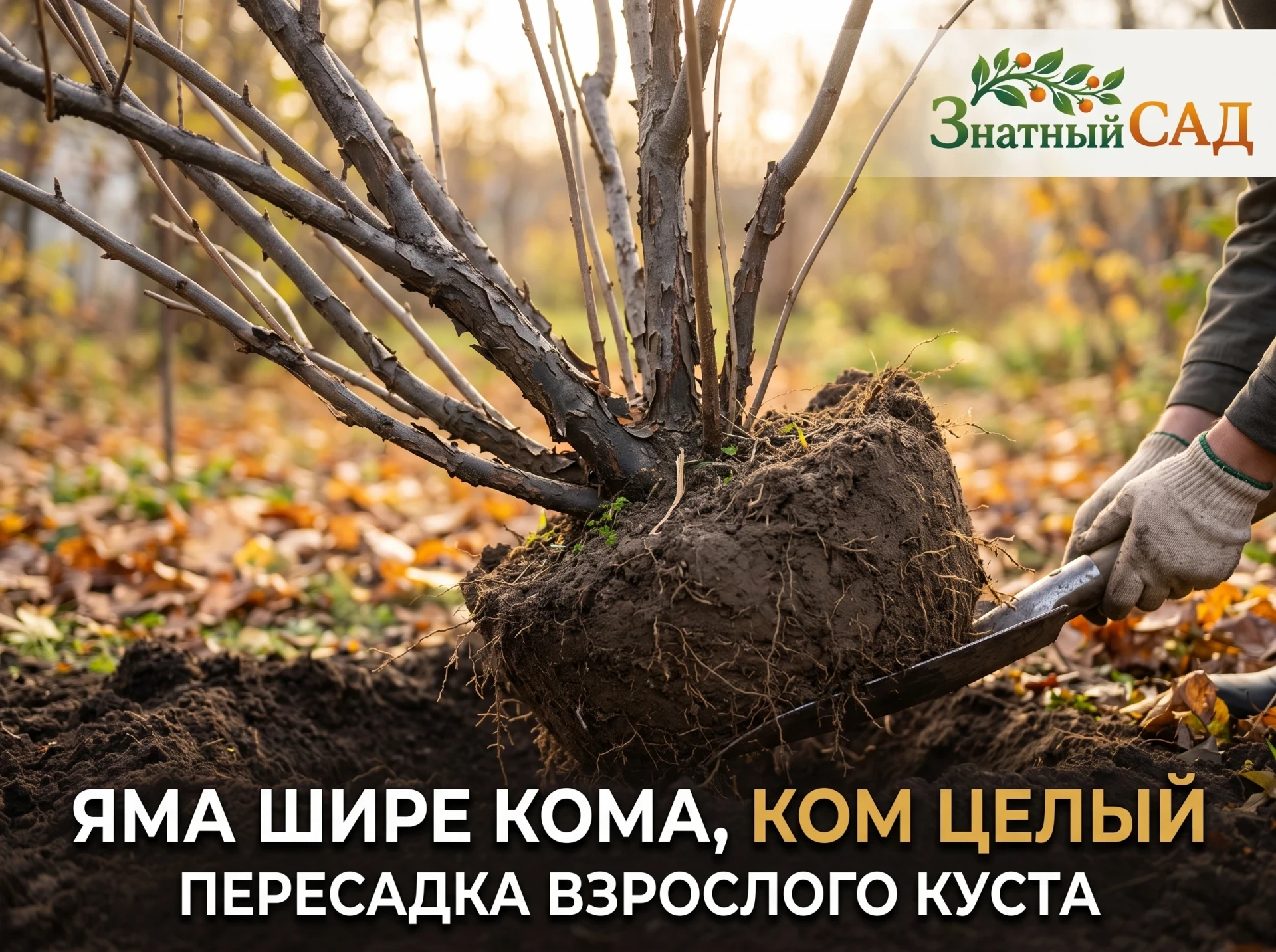 🌱 КУСТ МОЖНО ПЕРЕСАДИТЬ, А МОЖНО ПРОСТО ВЫЛЕЧИТЬ СЕКАТОРОМ