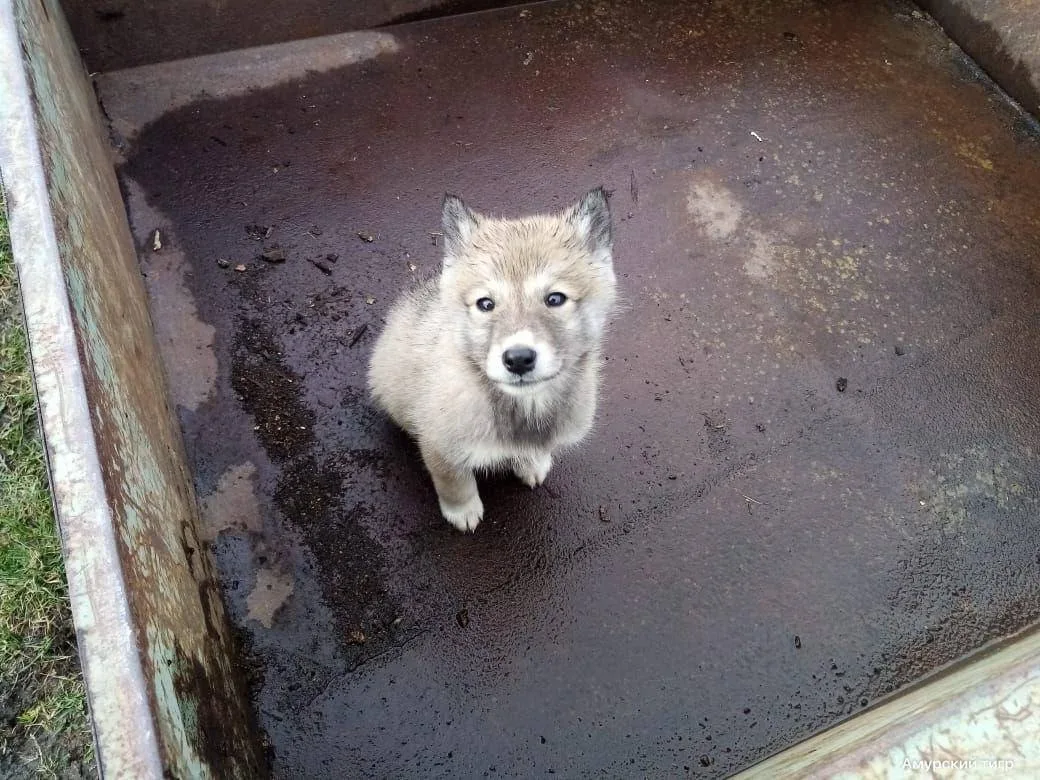 Жителю Приморья подарили нового щенка после нападения тигра на его собаку  Владельцу собаки, погибше