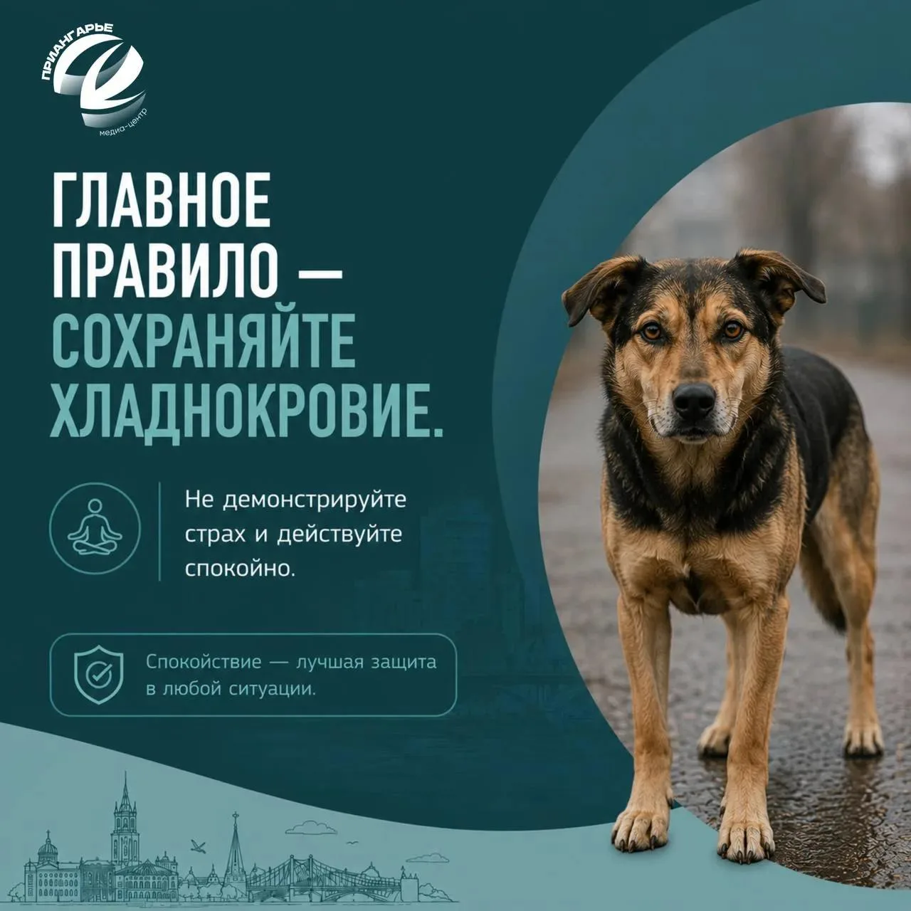 Что делать при встрече с бездомной собакой?

Собрали для вас простую памятку с правилами поведения в