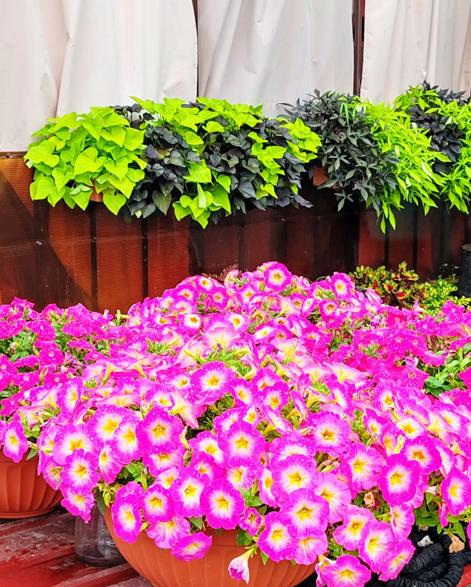 Немного красоты вам в ленту🤗🌺🌿